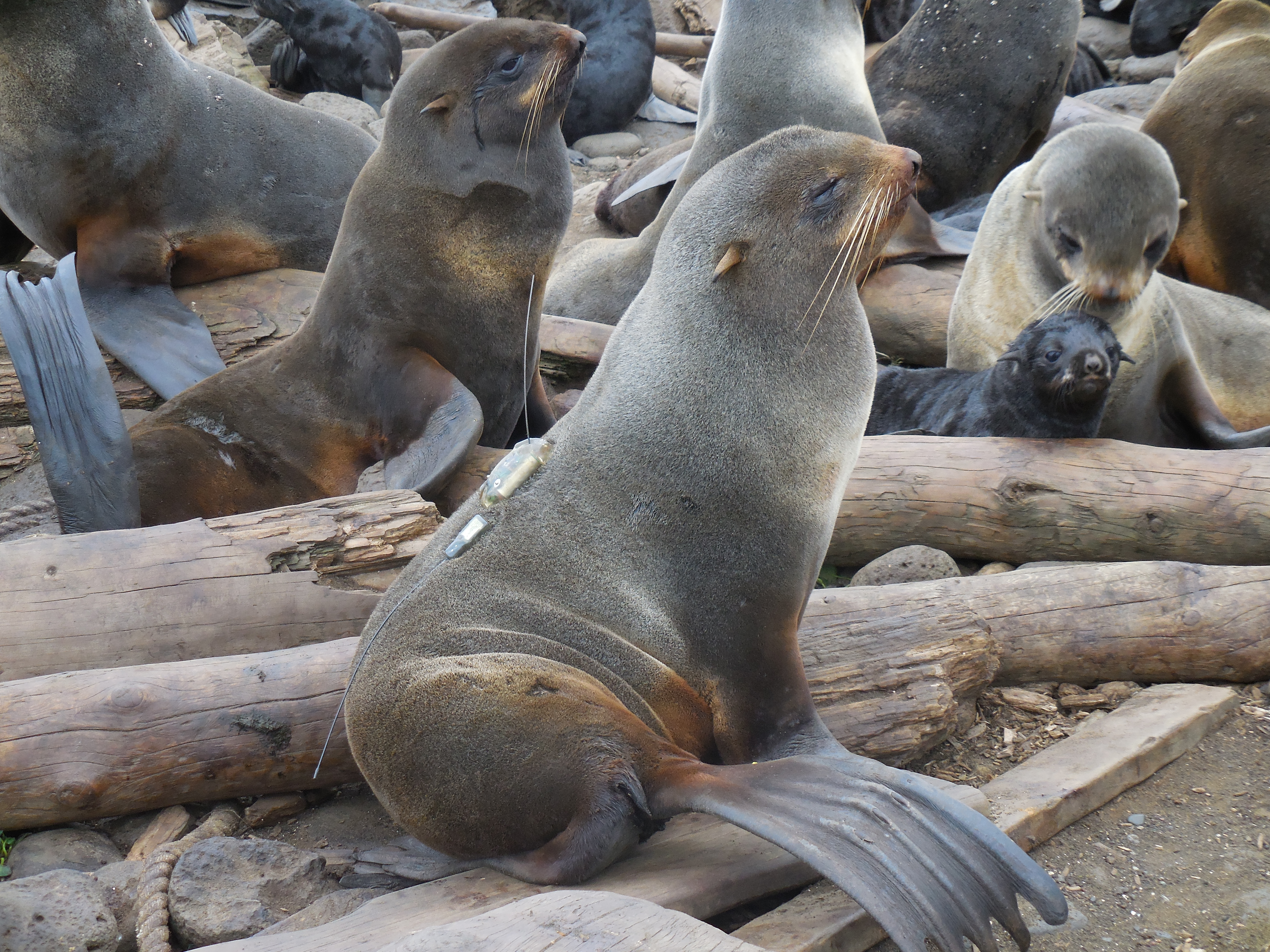 With Saildrones, researchers learn more about St. Paul’s fur seals