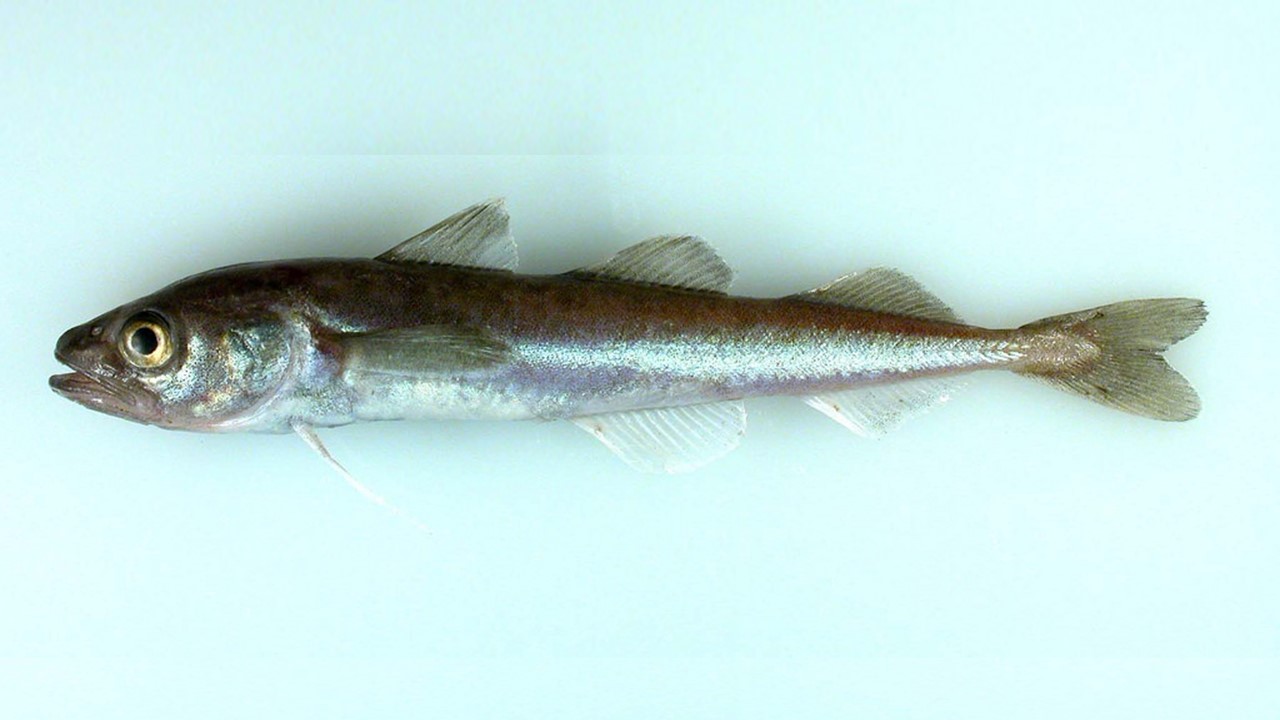 As waters warm, Arctic fish populations change