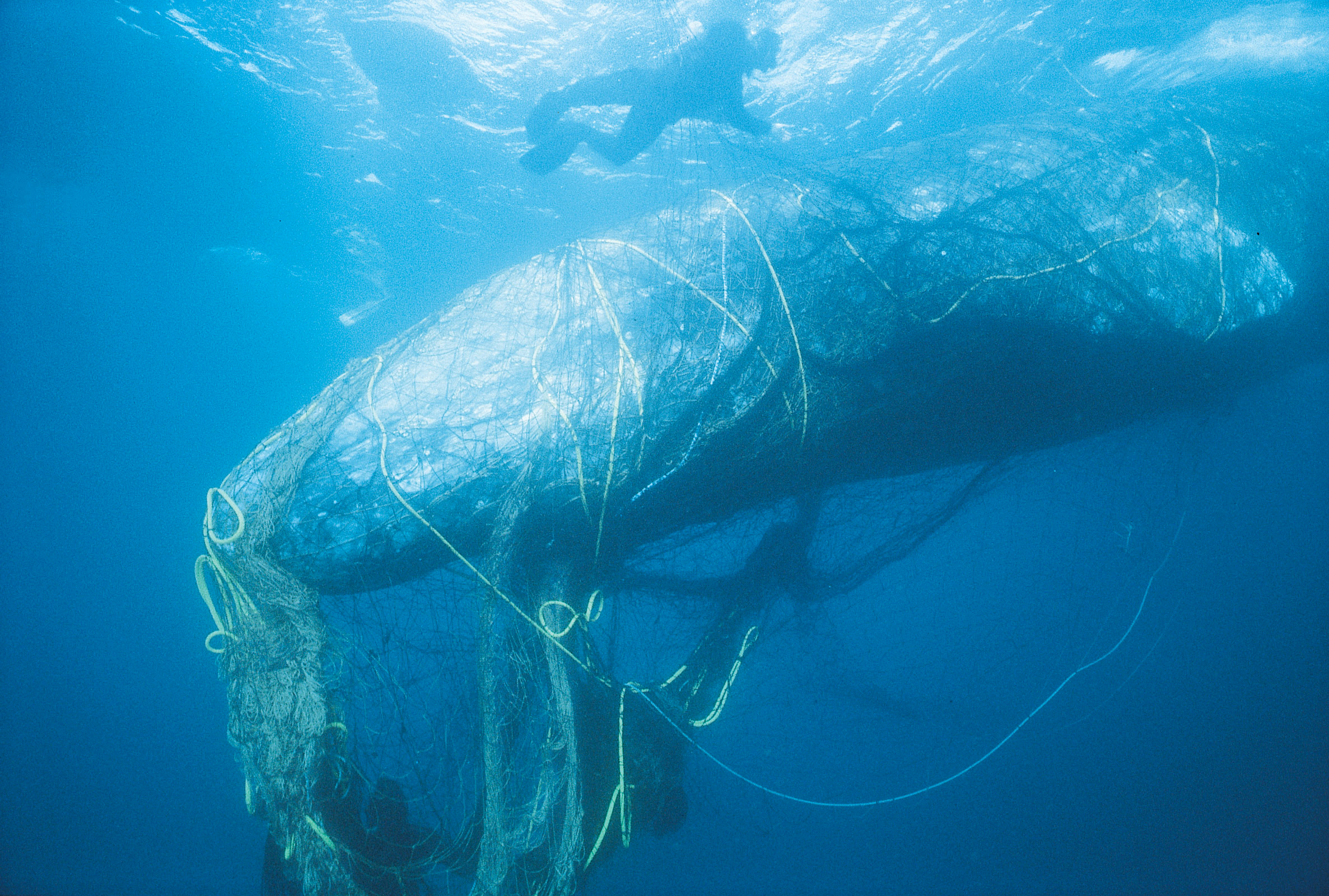 Whales, Sea Turtles, Seals: The Unintended Catch Of Abandoned Fishing Gear