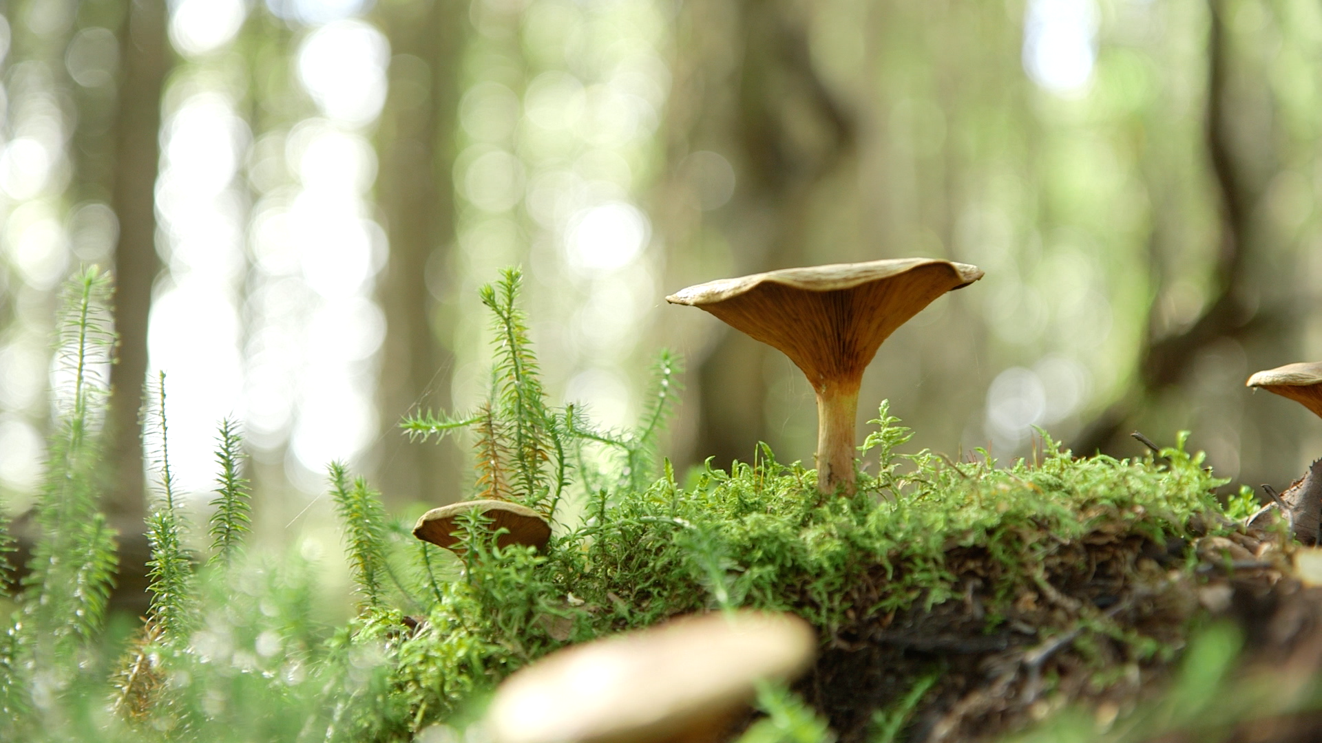 Video: Anchorage professor bets on bio-insulation made from mushrooms