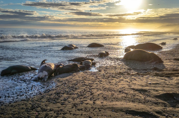 Four men charged regarding wasteful subsistence taking of Walrus
