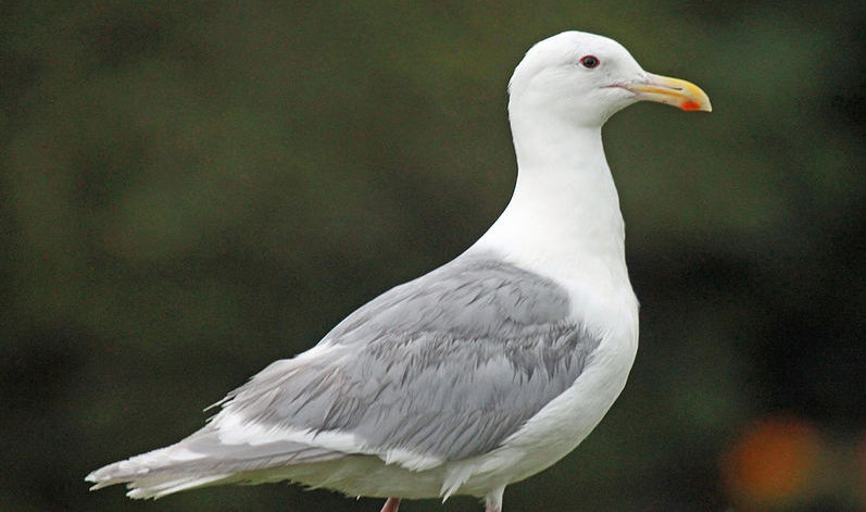 Study indicates Alaskan gulls carry drug-resistant E. coli