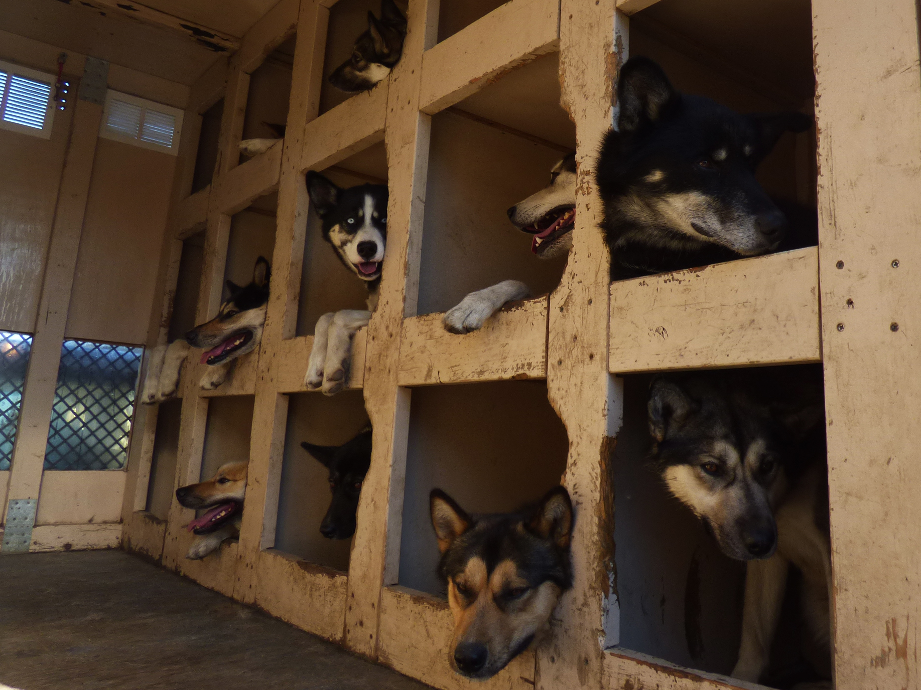 denali puppy denali s dogs protecting the environment and preserving heritage denali puppy denali s dogs protecting the environment and preserving heritage