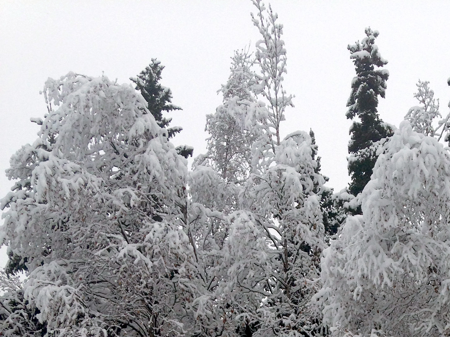 Ask a Climatologist: In Anchorage, first snow is right on schedule