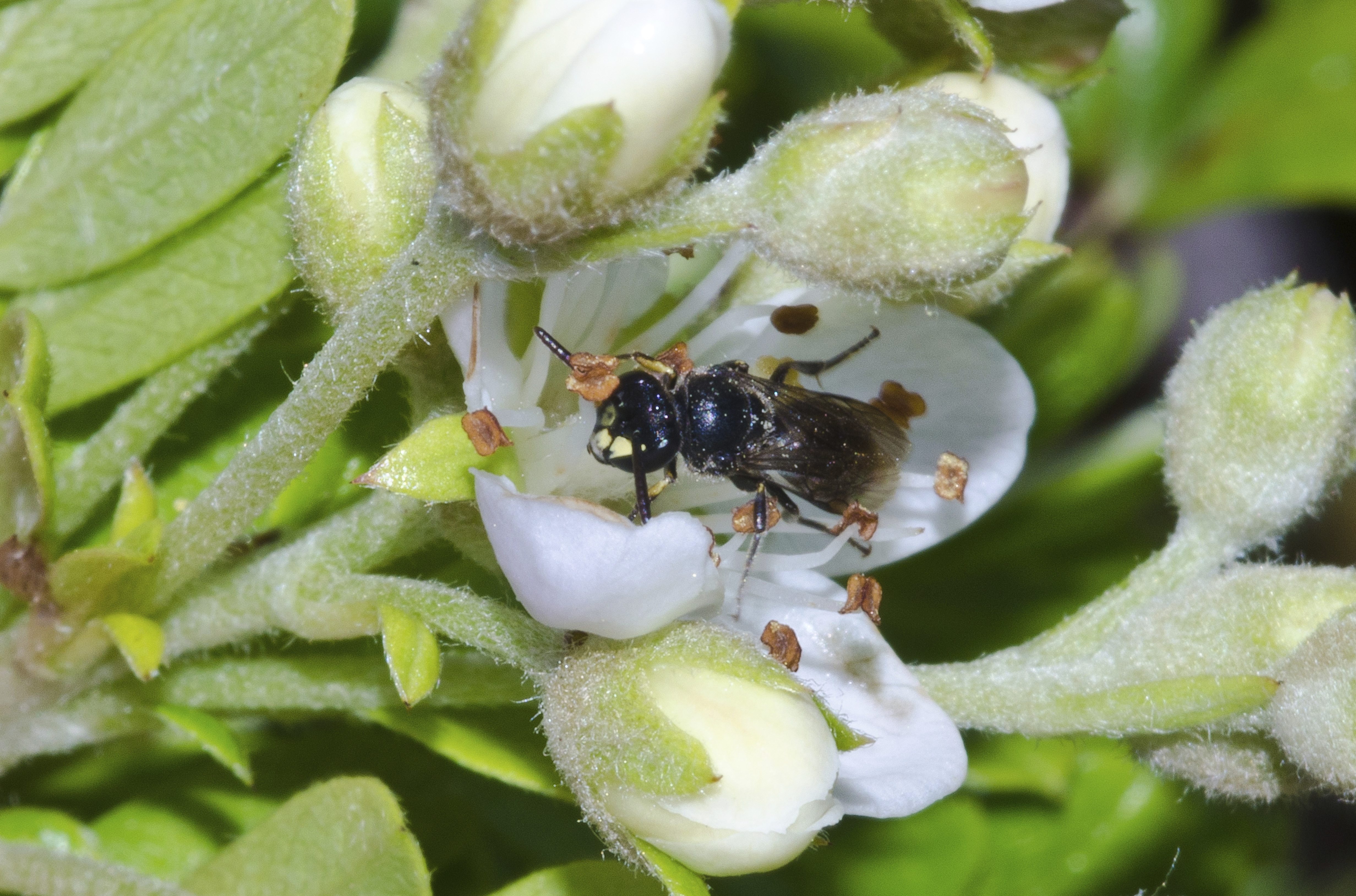 Bees Added To U.S. Endangered Species List For 1st Time