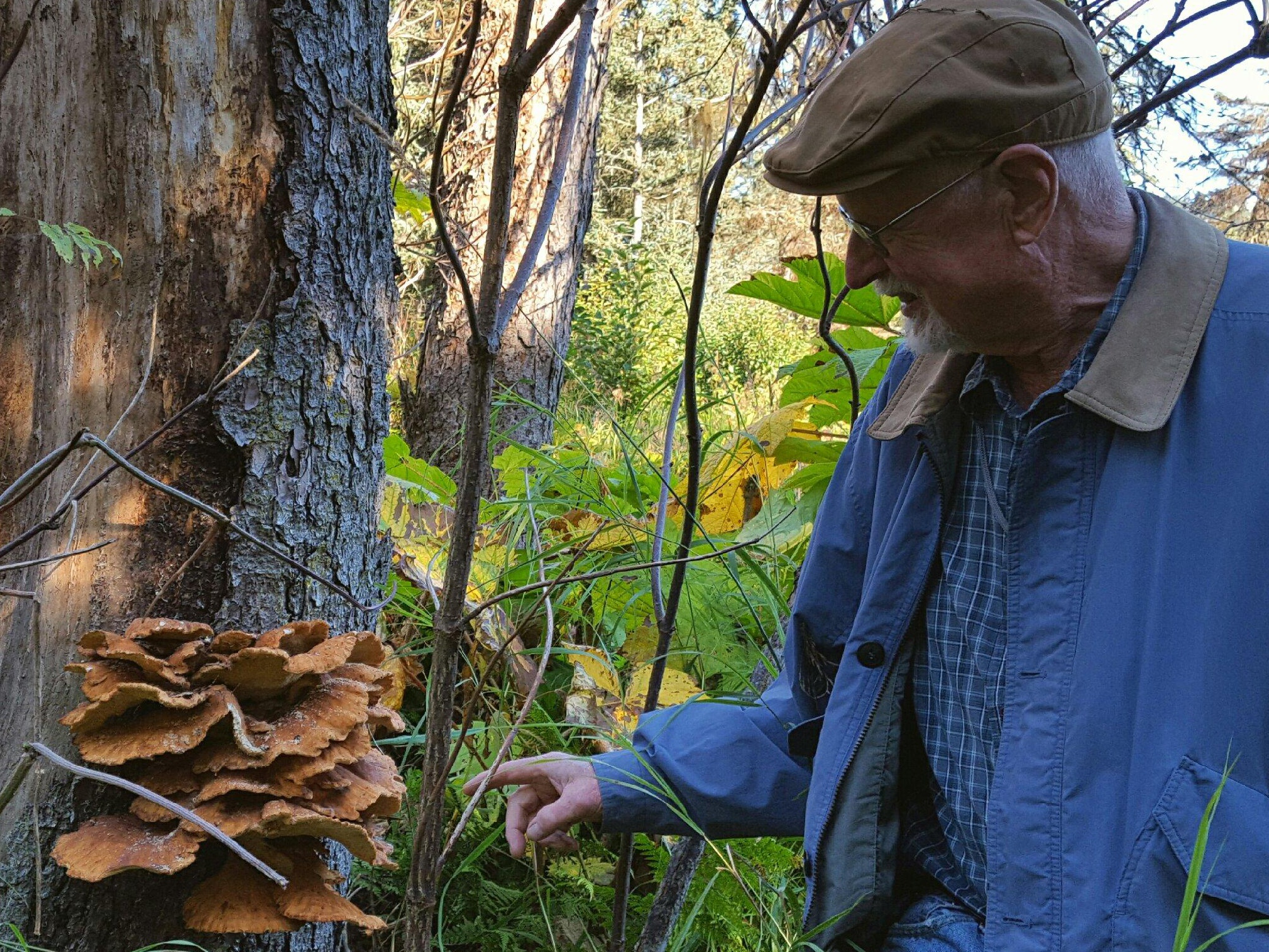 Mushroom hunting brings risks and rewards