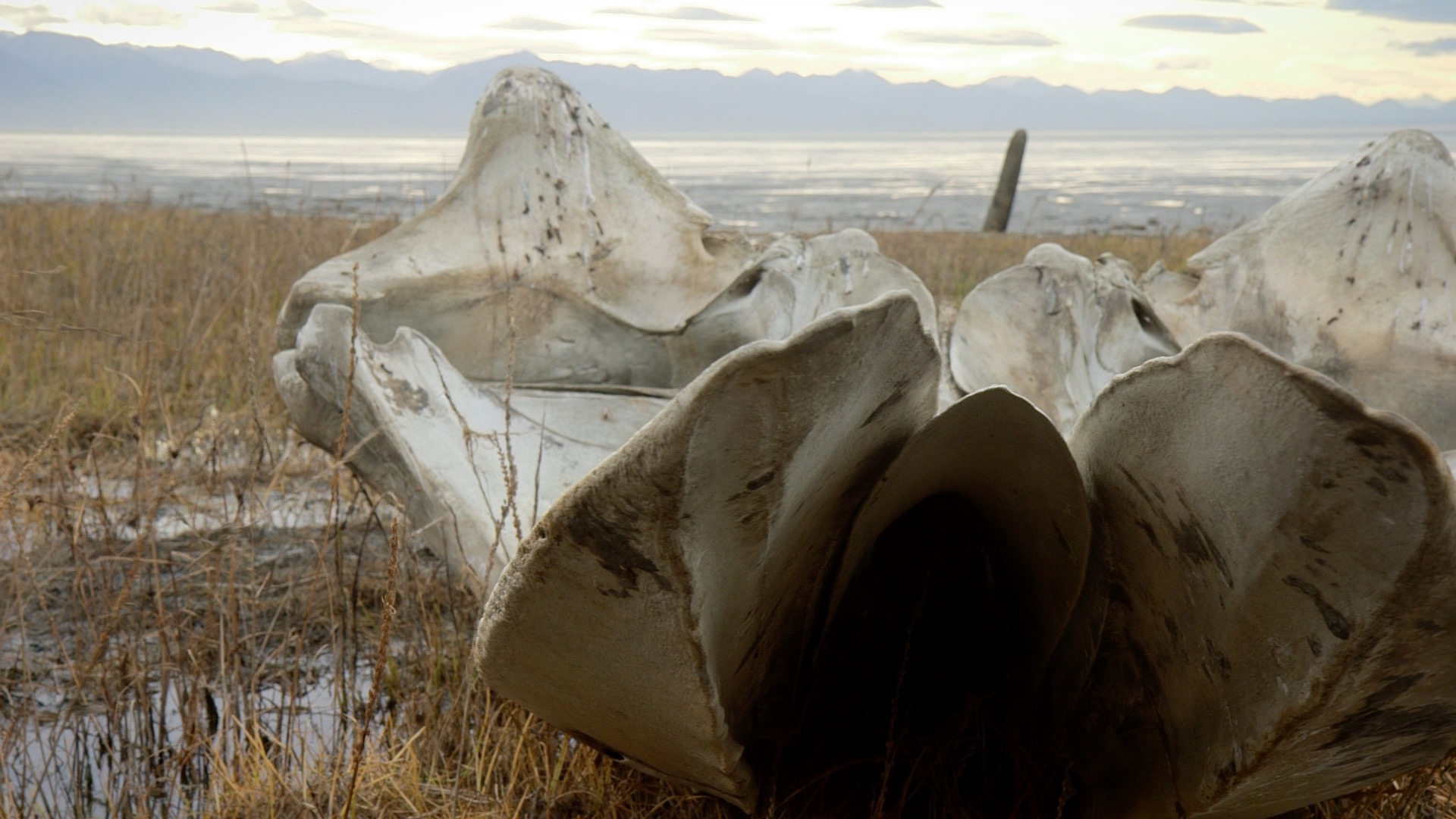Video: Whale skeleton takes flight in Anchorage