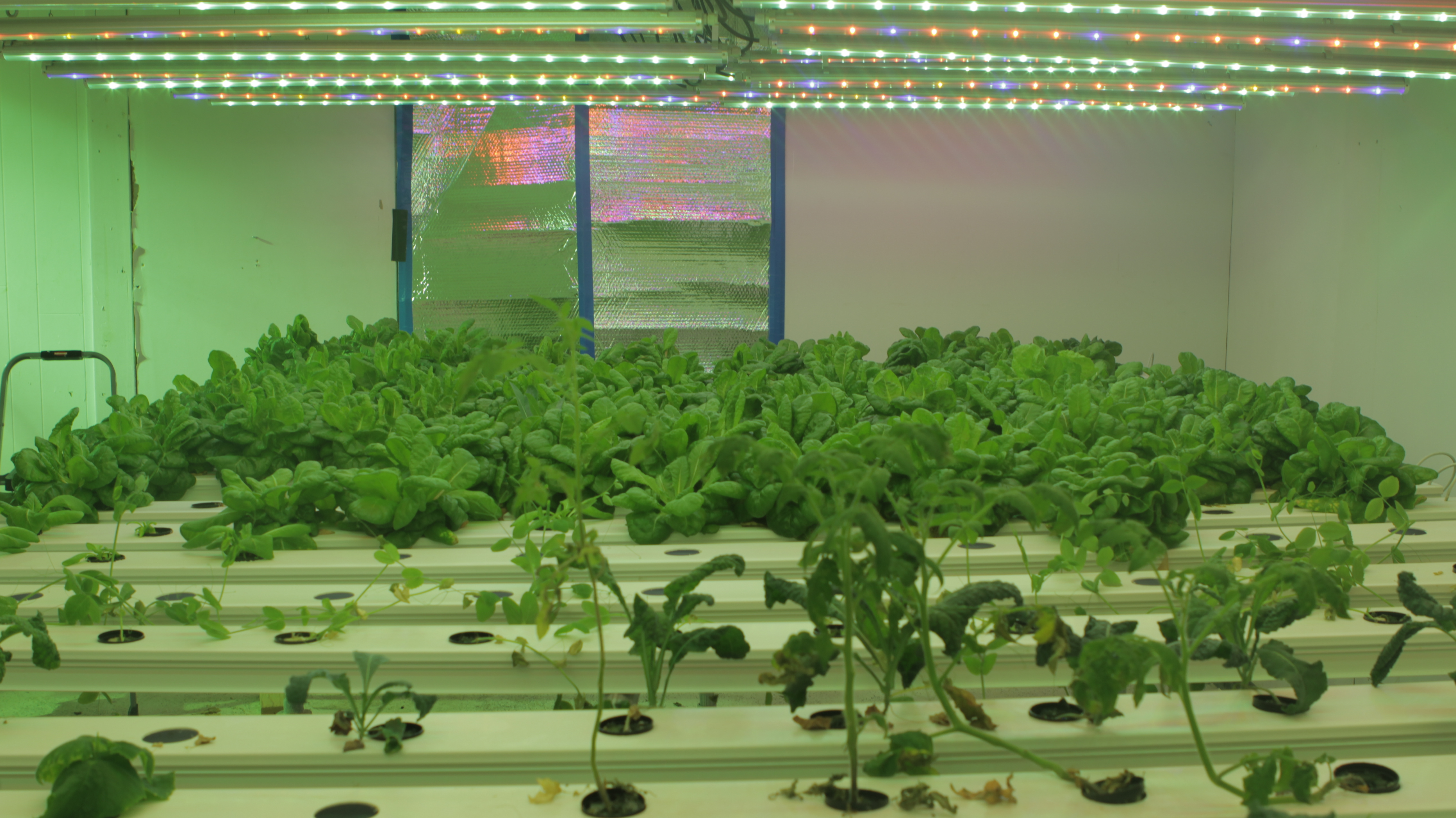 Homegrown and hydroponic: Veggies are St. Paul’s new subsistence food