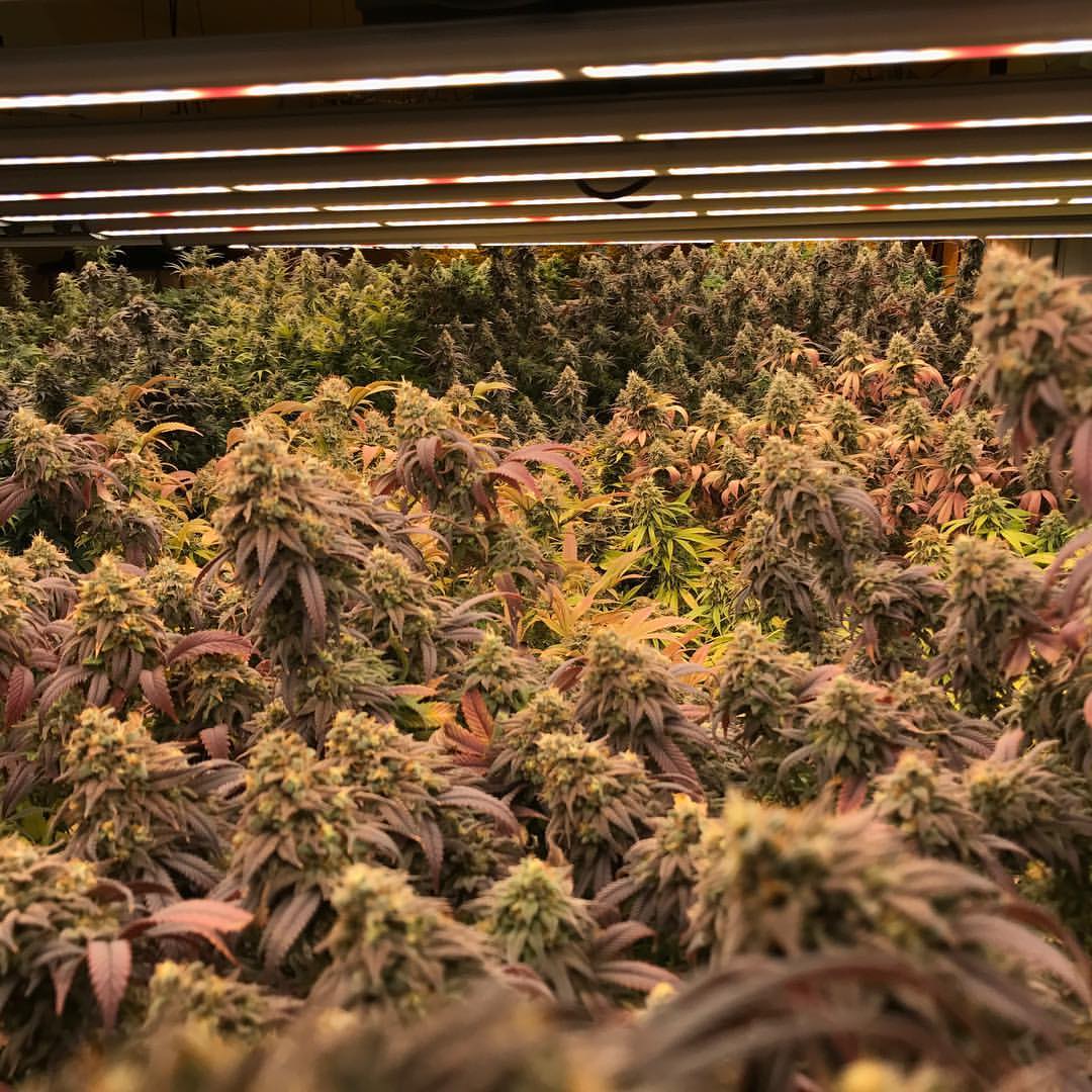 Retail marijuana sales in Juneau could begin this month