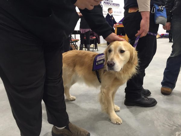 Service Dog Training Fairbanks Alaska Service Dog Training Fairbanks Alaska