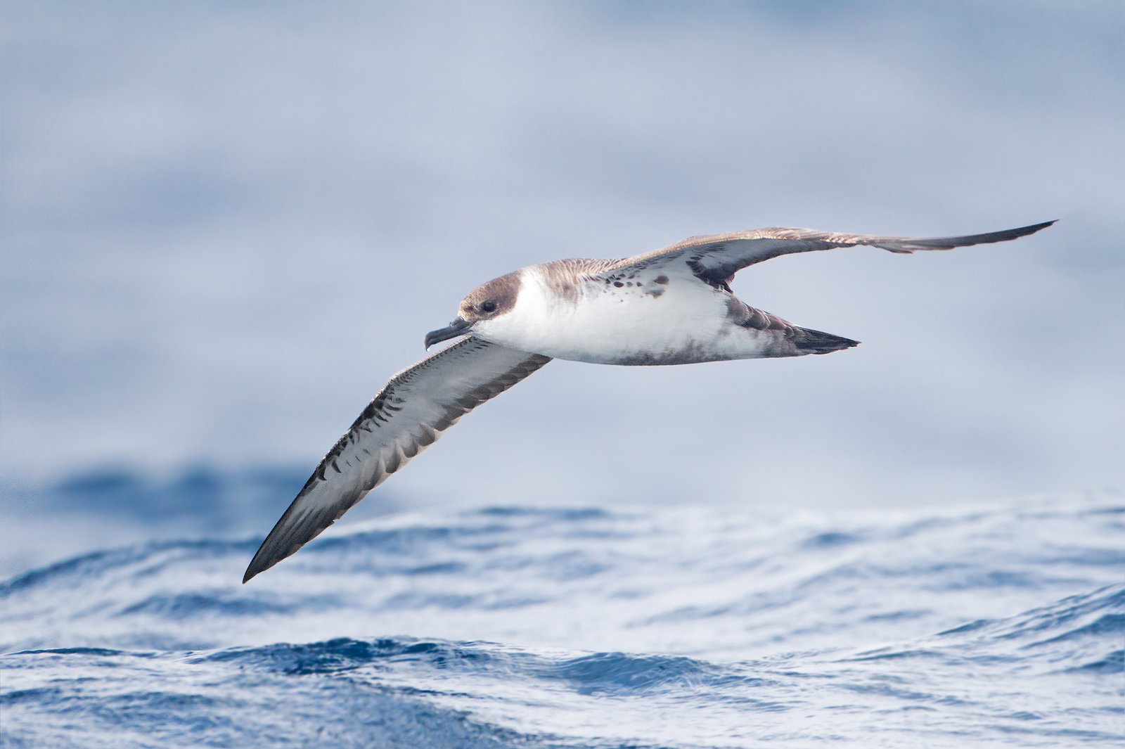 Why seabirds love to gobble plastic floating in the ocean
