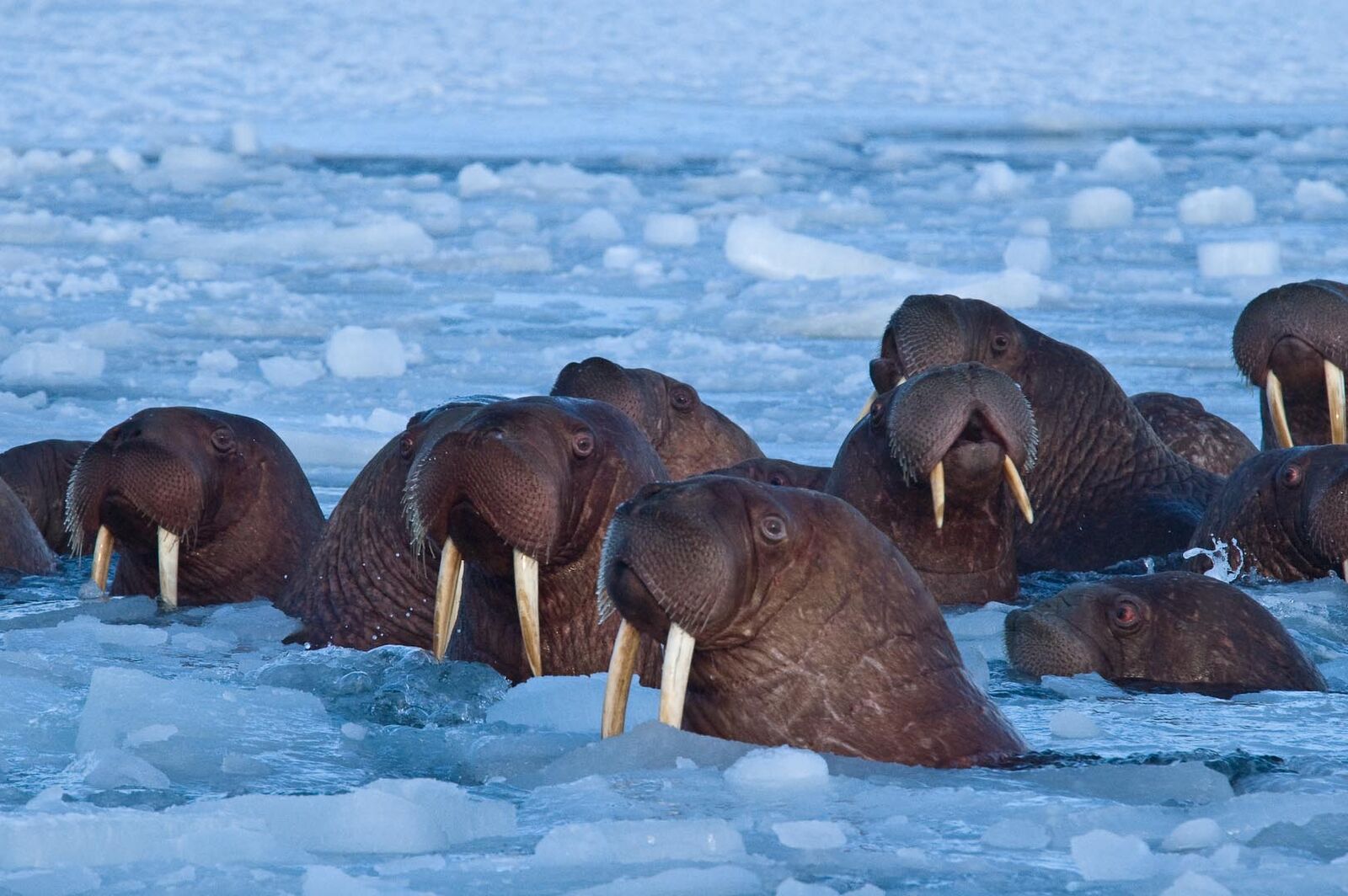 Obama draws fury and joy with Bering Sea protection
