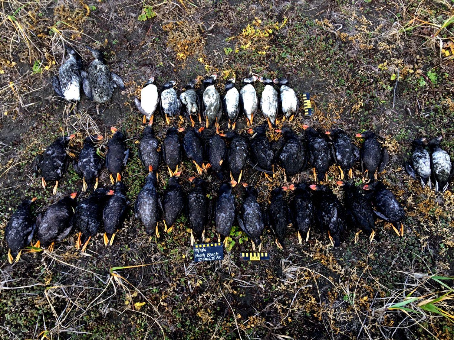 Most, but not all, scientists agree that starvation killed hundreds of puffins last year
