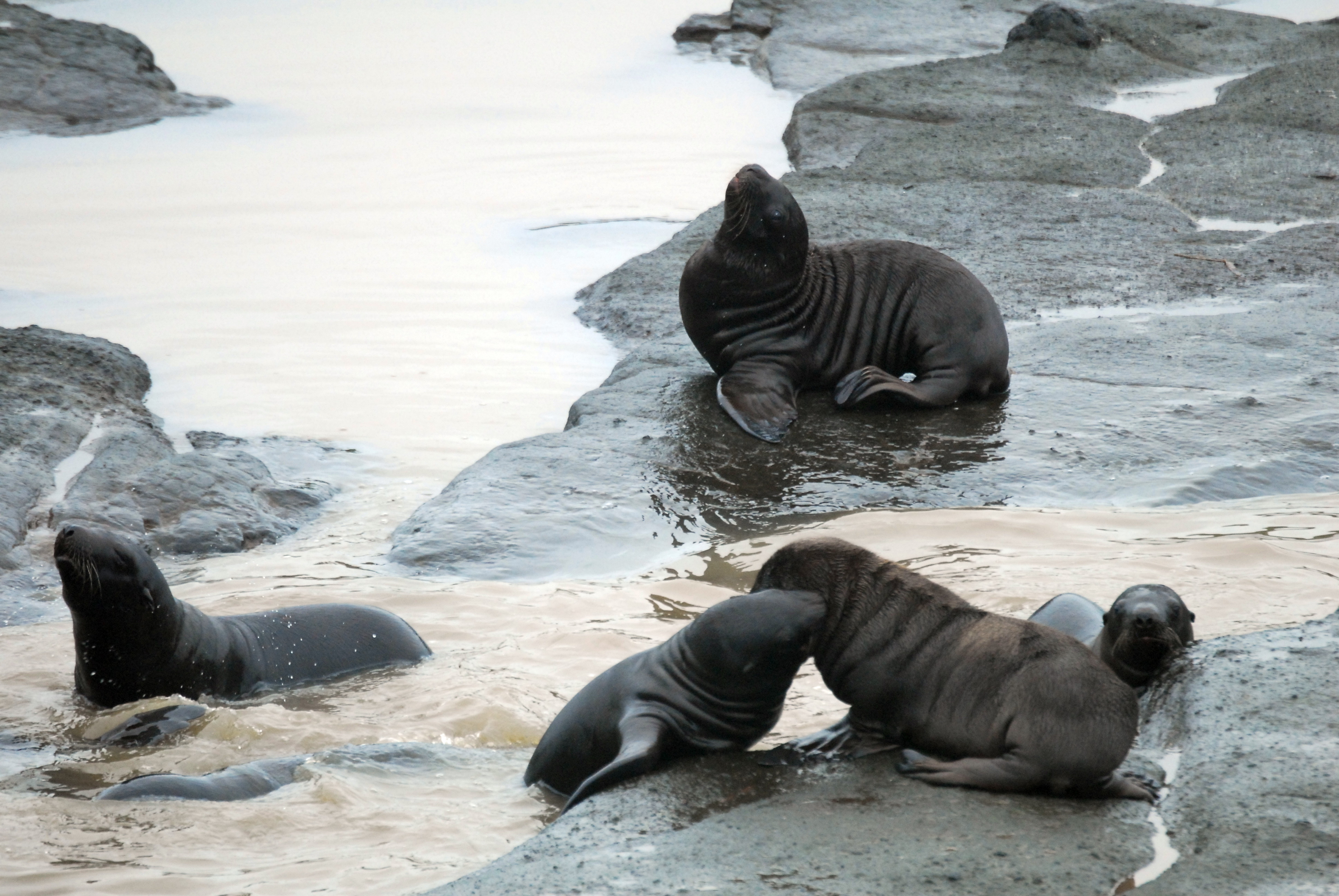 Mysterious sea lion decline persists in western Alaska