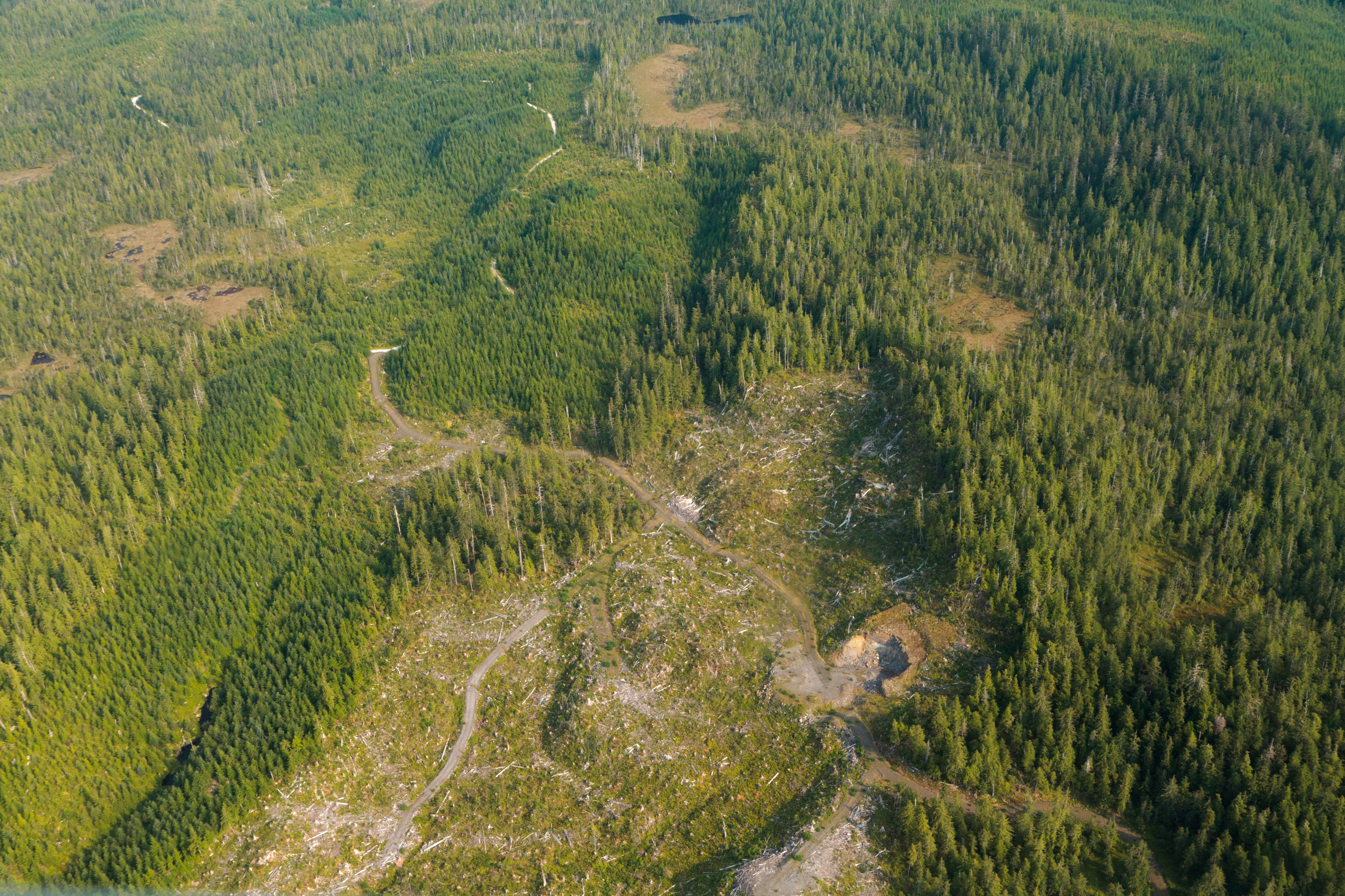 Too fast or too slow? 16-year phaseout of Tongass old-growth logging begins in 2017