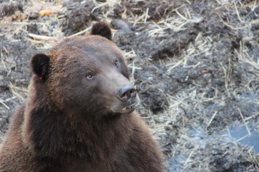 Bear unfazed by rubber bullets near Indian River in Sitka