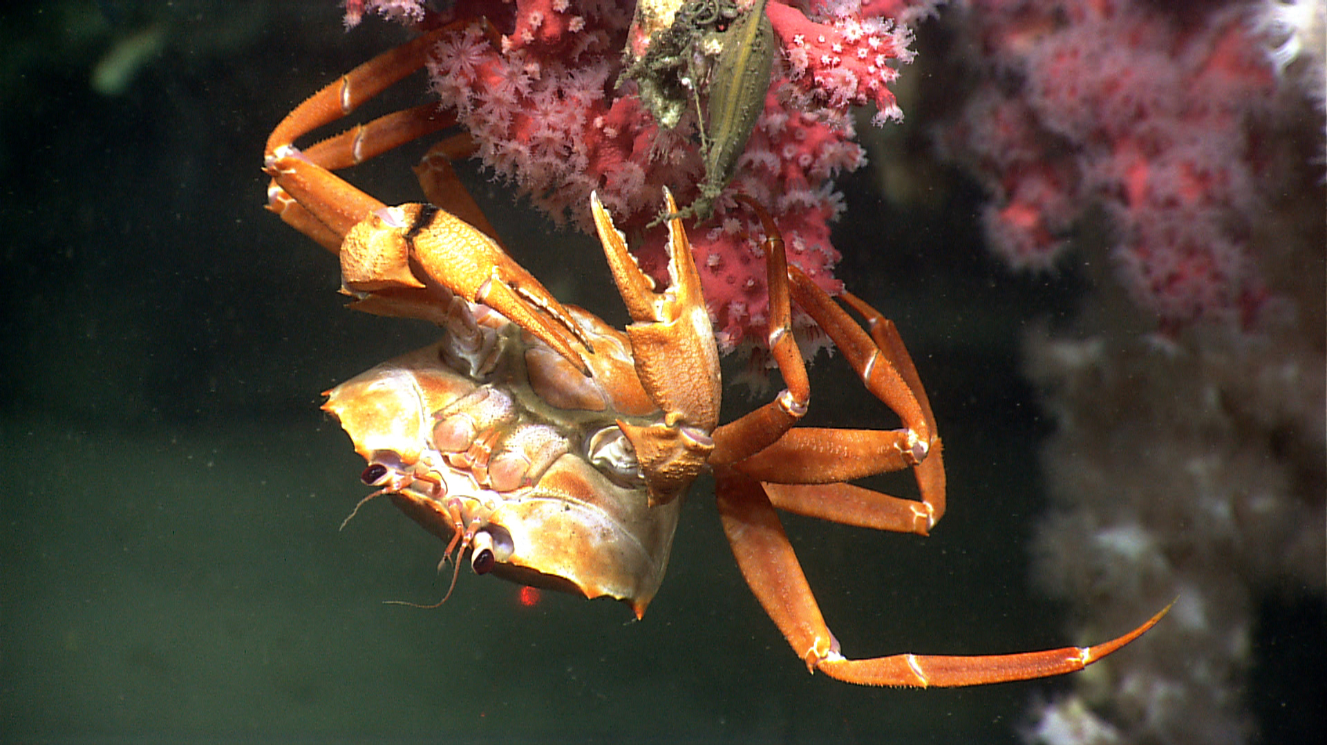 Atlantic Ocean Area The Size Of Virginia Protected From Deep-Water Fishing