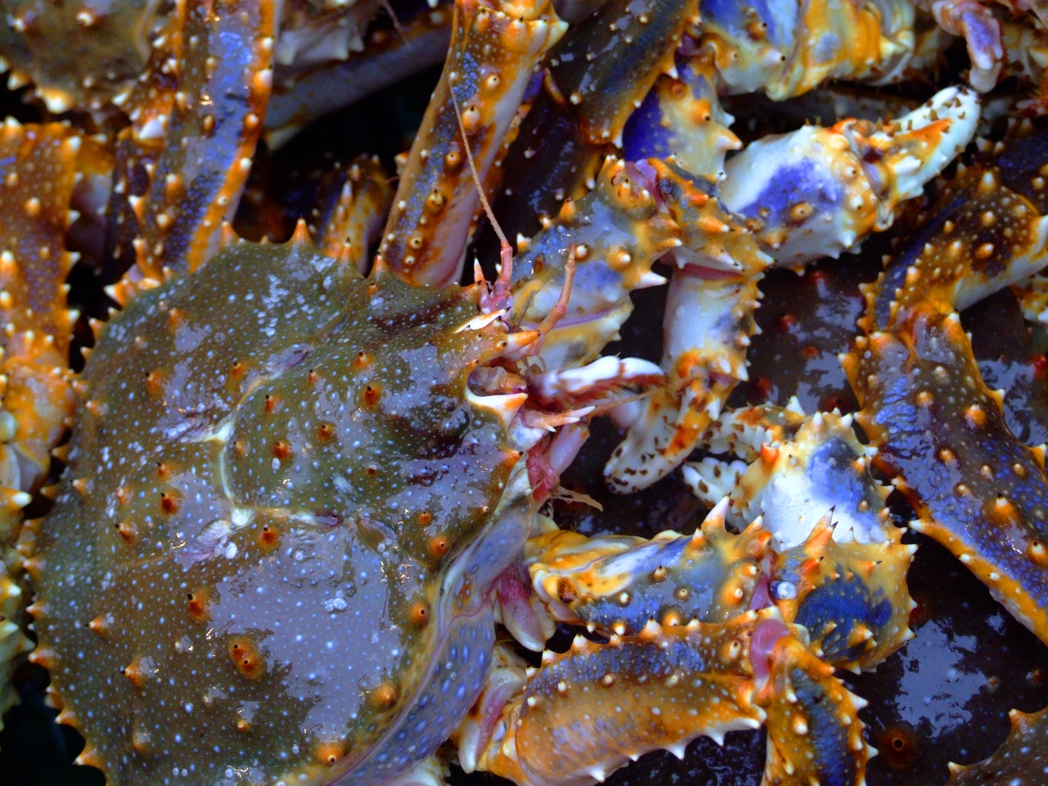Researchers aim to protect the Bering Sea’s rare blue king crab while preserving fisheries