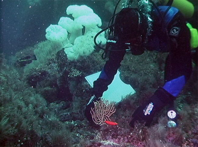 Alaska’s warming waters could slow coral growth, impacting fish
