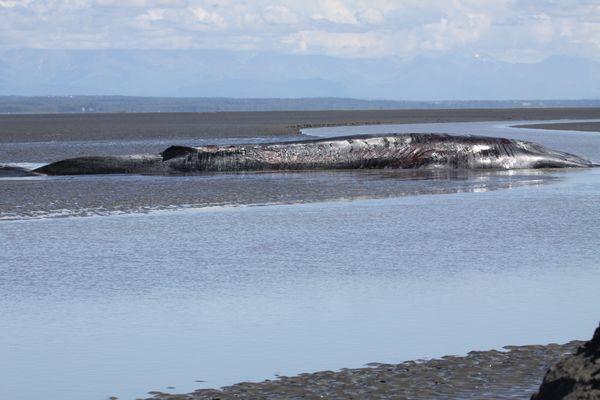 Evidence suggests harmful algae blooms impact species from humans to whales