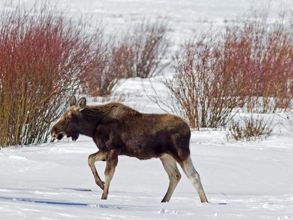 More snow means moose move to roads