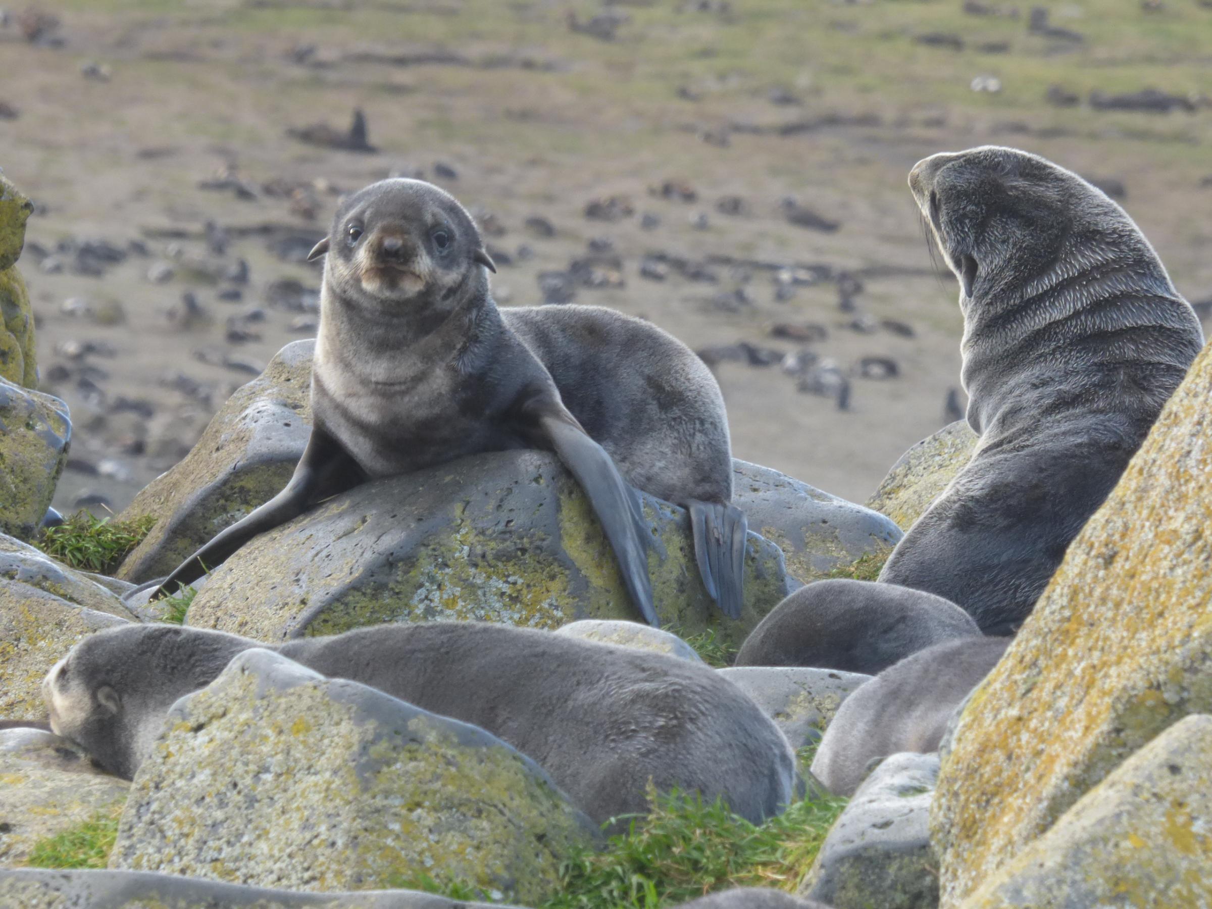 St. Paul’s fur seal pups at lowest level in 100 years