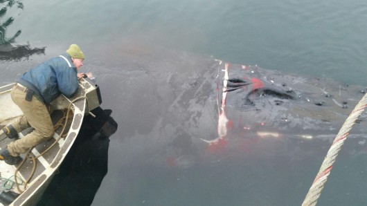 Entangled humpback whale rescued off Prince of Wales Island