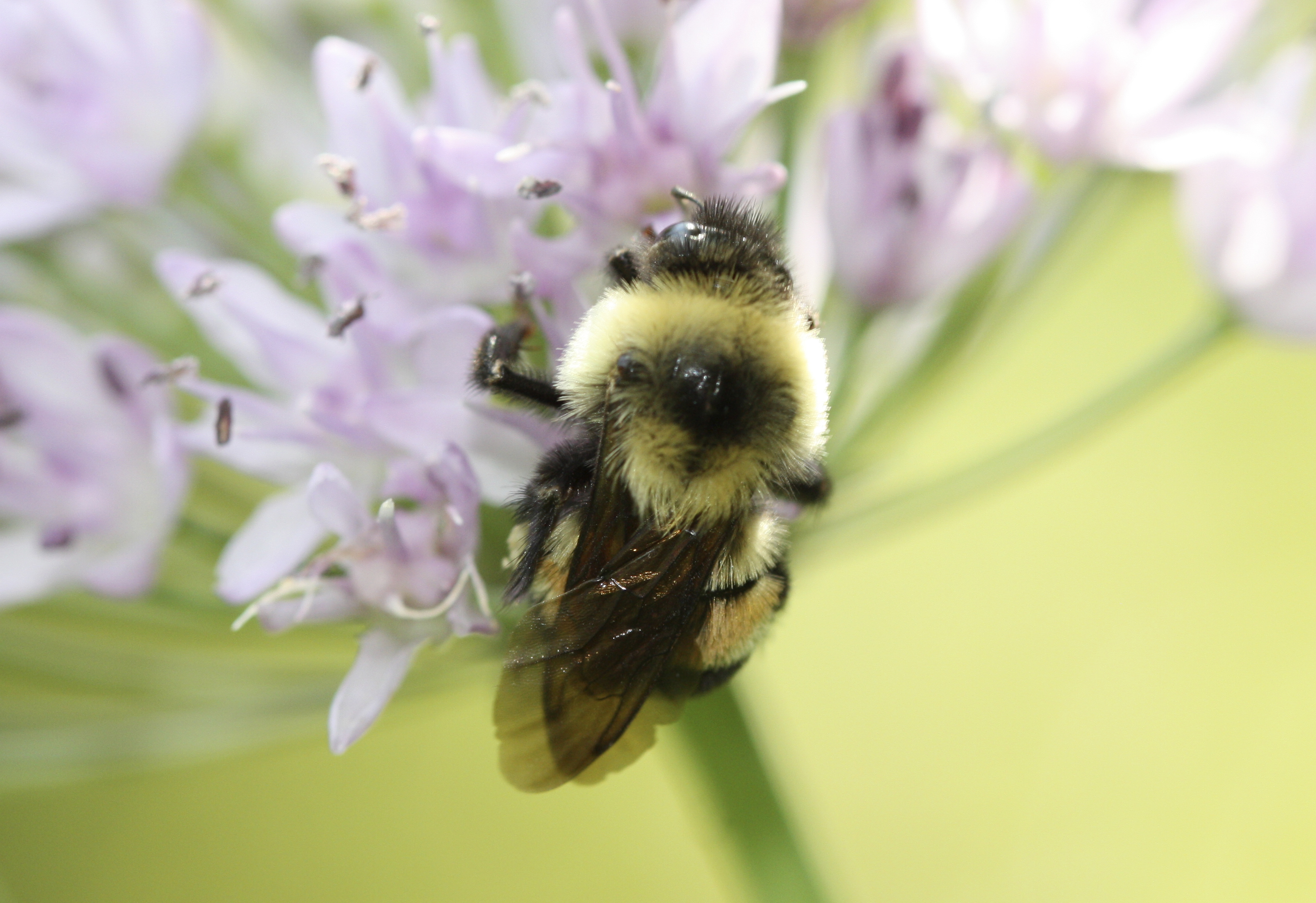 U.S. puts first bumblebee on endangered species list