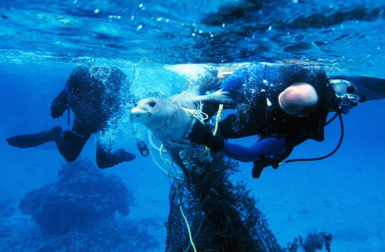 Fishing rule aims to do for all marine mammals what it did for the dolphin