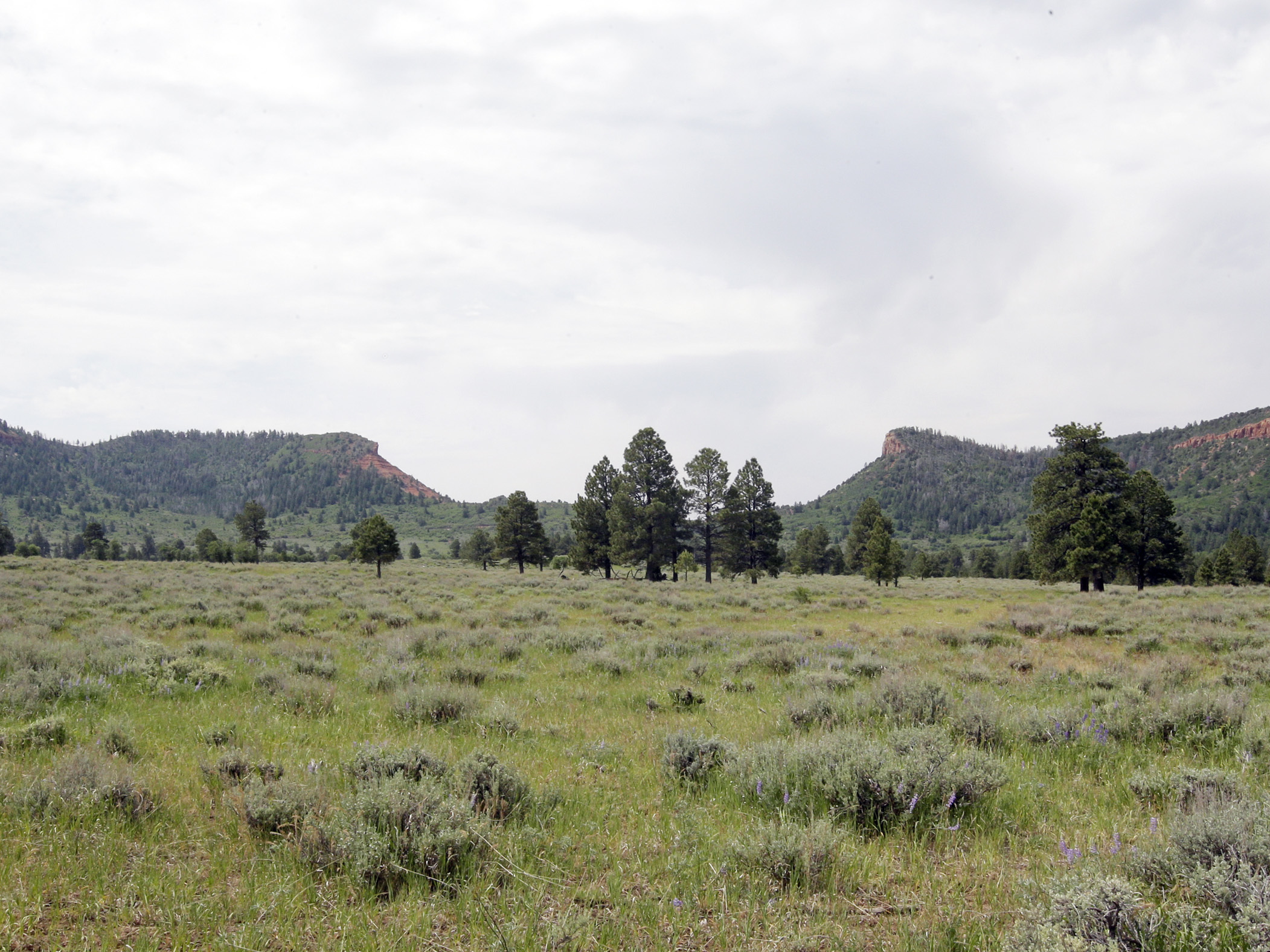 Utah representative wants Bears Ears gone and he wants Trump to do it