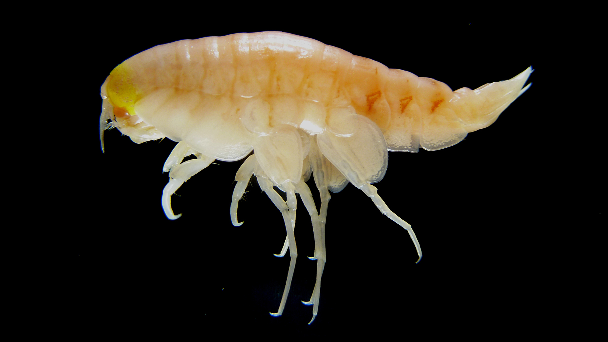 Pollution has worked its way down to the world’s deepest waters