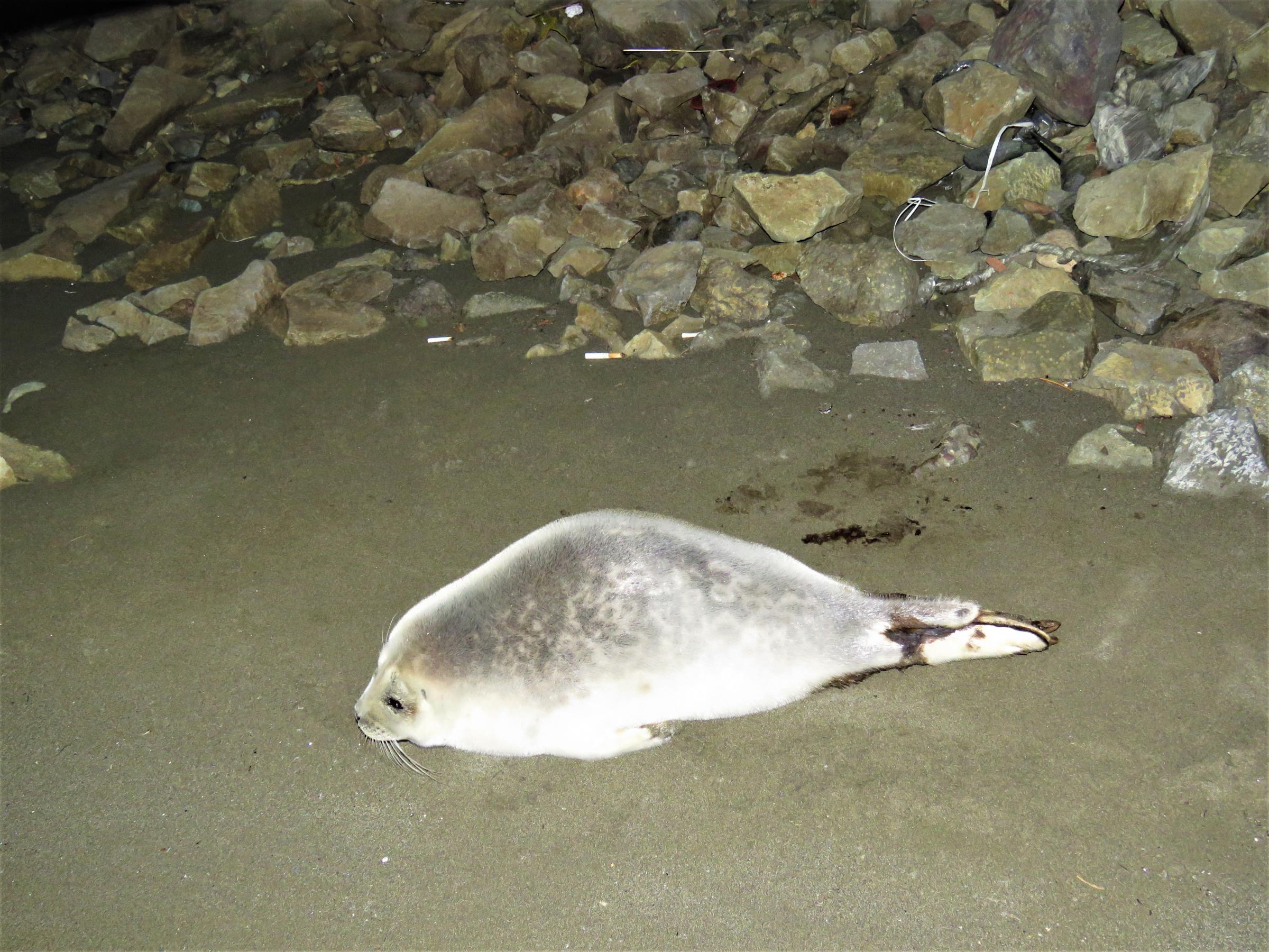 Have you seen this seal? Unalaska responders search for stranded marine mammal