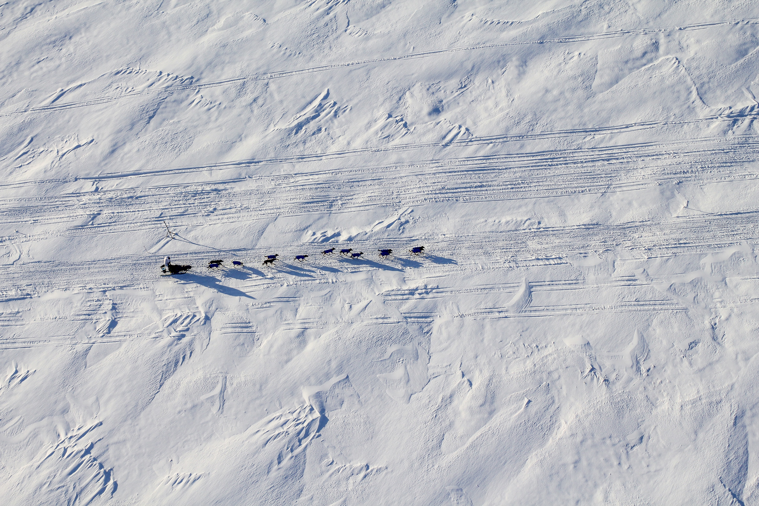 Tight finishes and ‘crazy’ speeds distinguish Iditarod’s top 20
