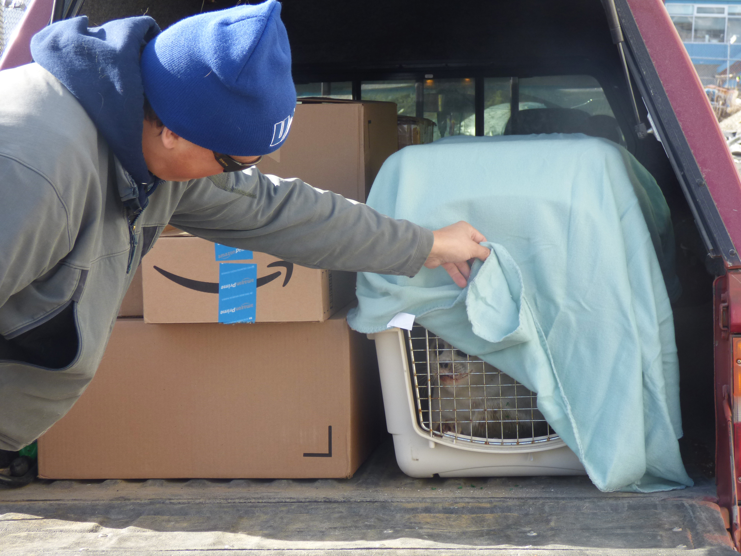 Stranded seal gets first-class rescue in Unalaska