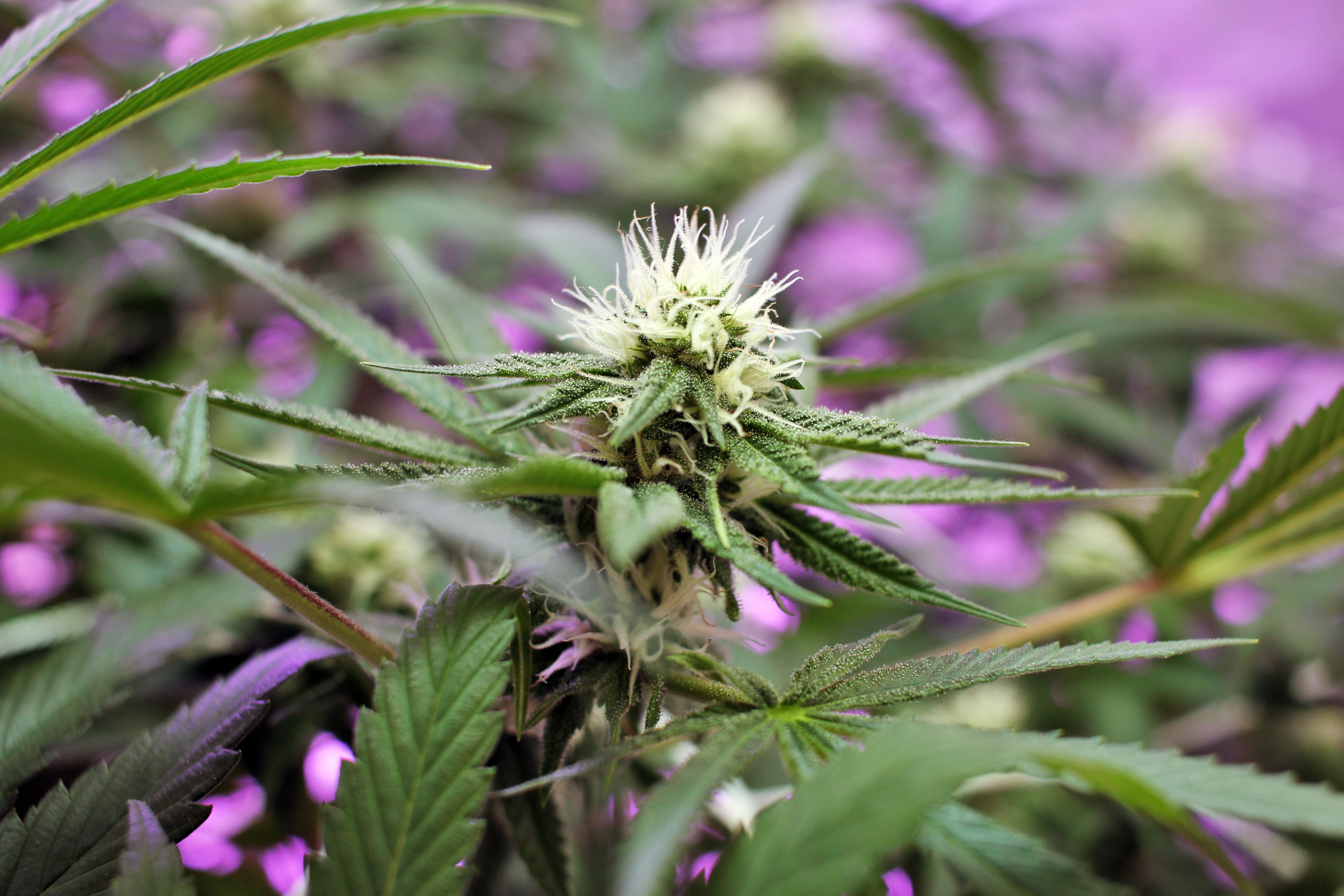 Juneau planning commission to consider warehouse pot grow