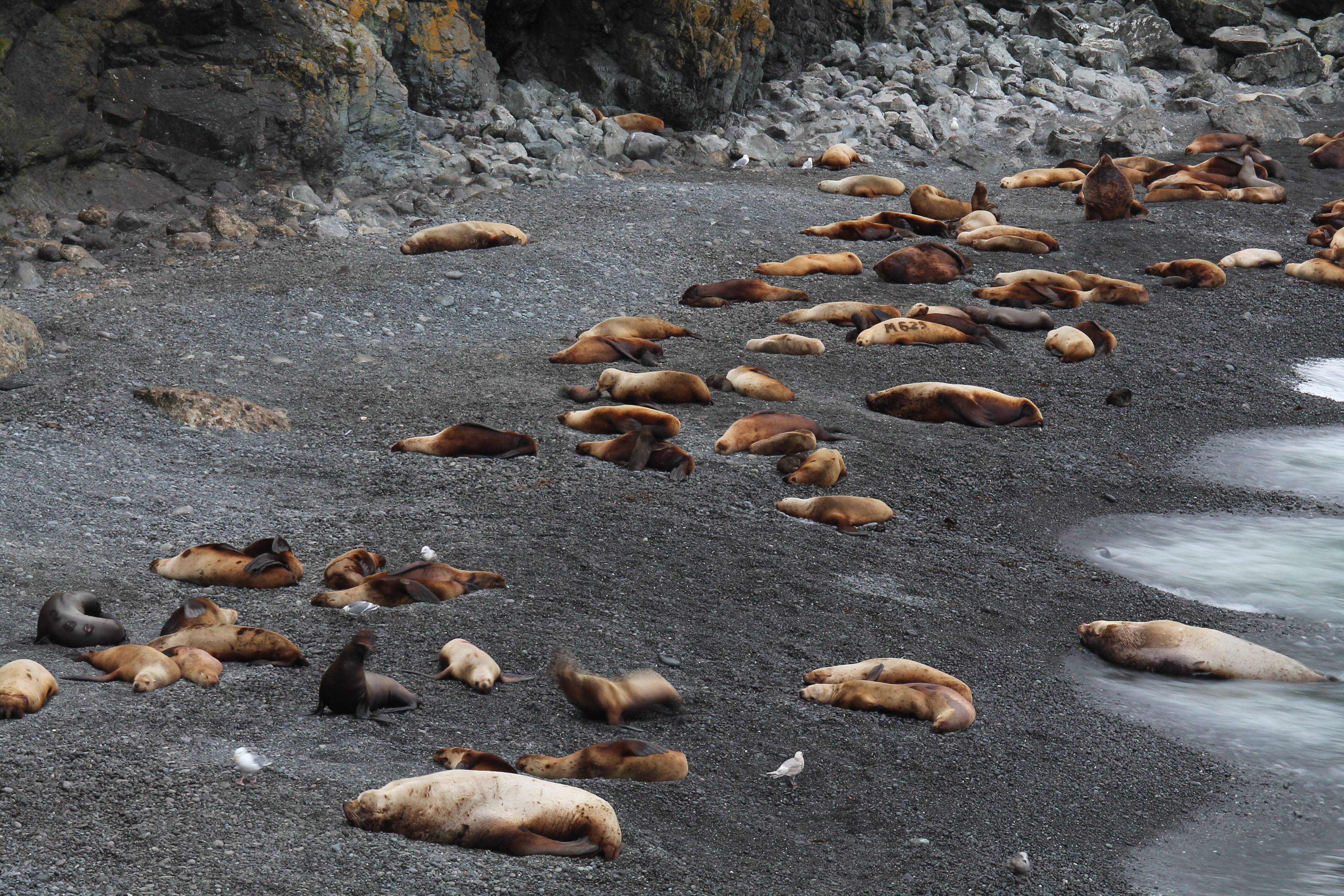 Steller Watch lets anyone with internet access play wildlife biologist