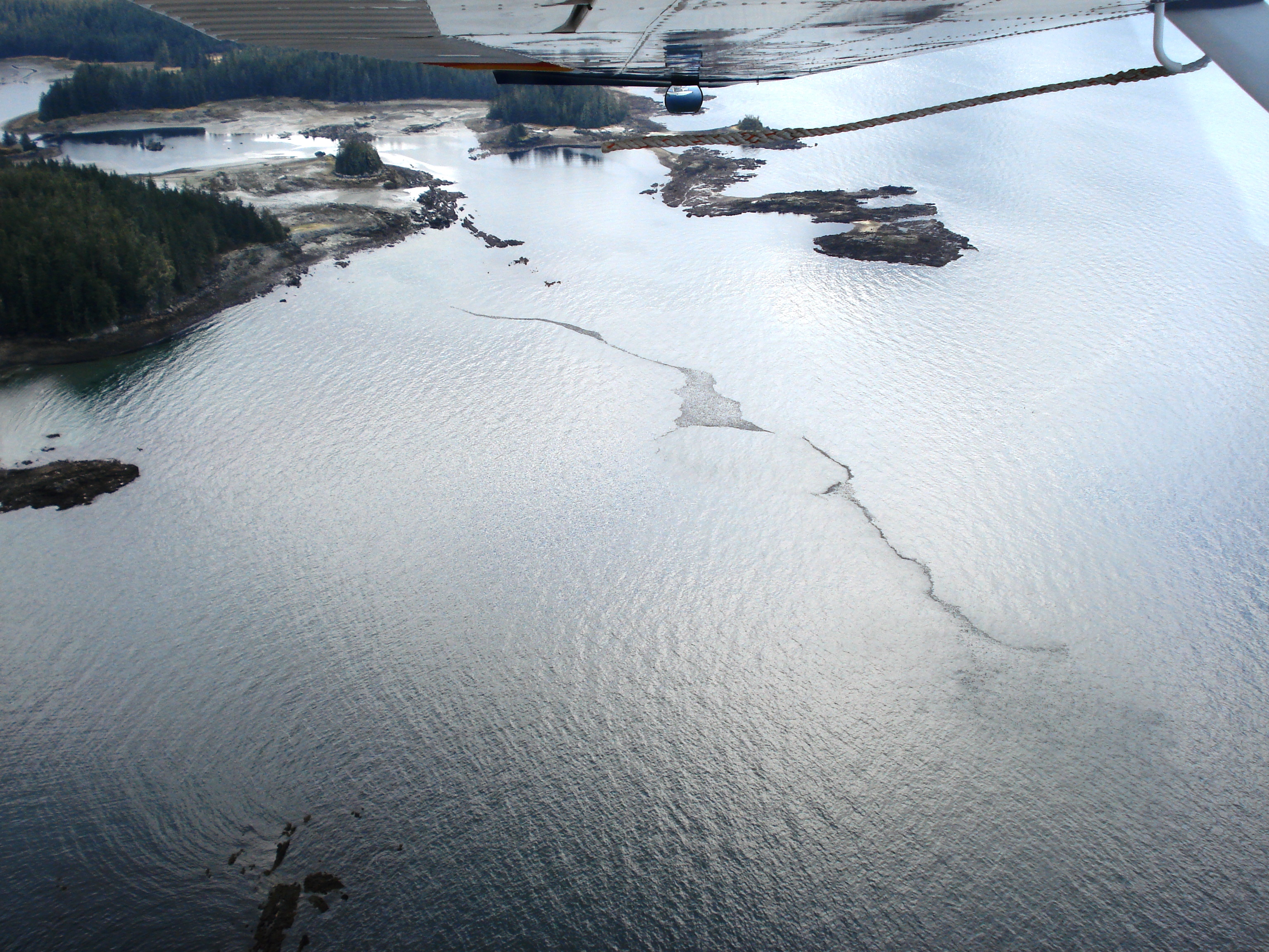Sitka sac roe herring fishery close to being over