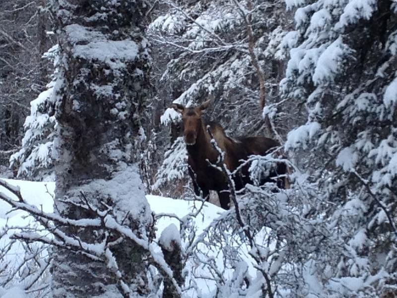 Long winter is making for cranky moose, Fish and Game warns
