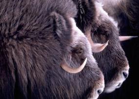 2 muskoxen illegally shot near Bethel