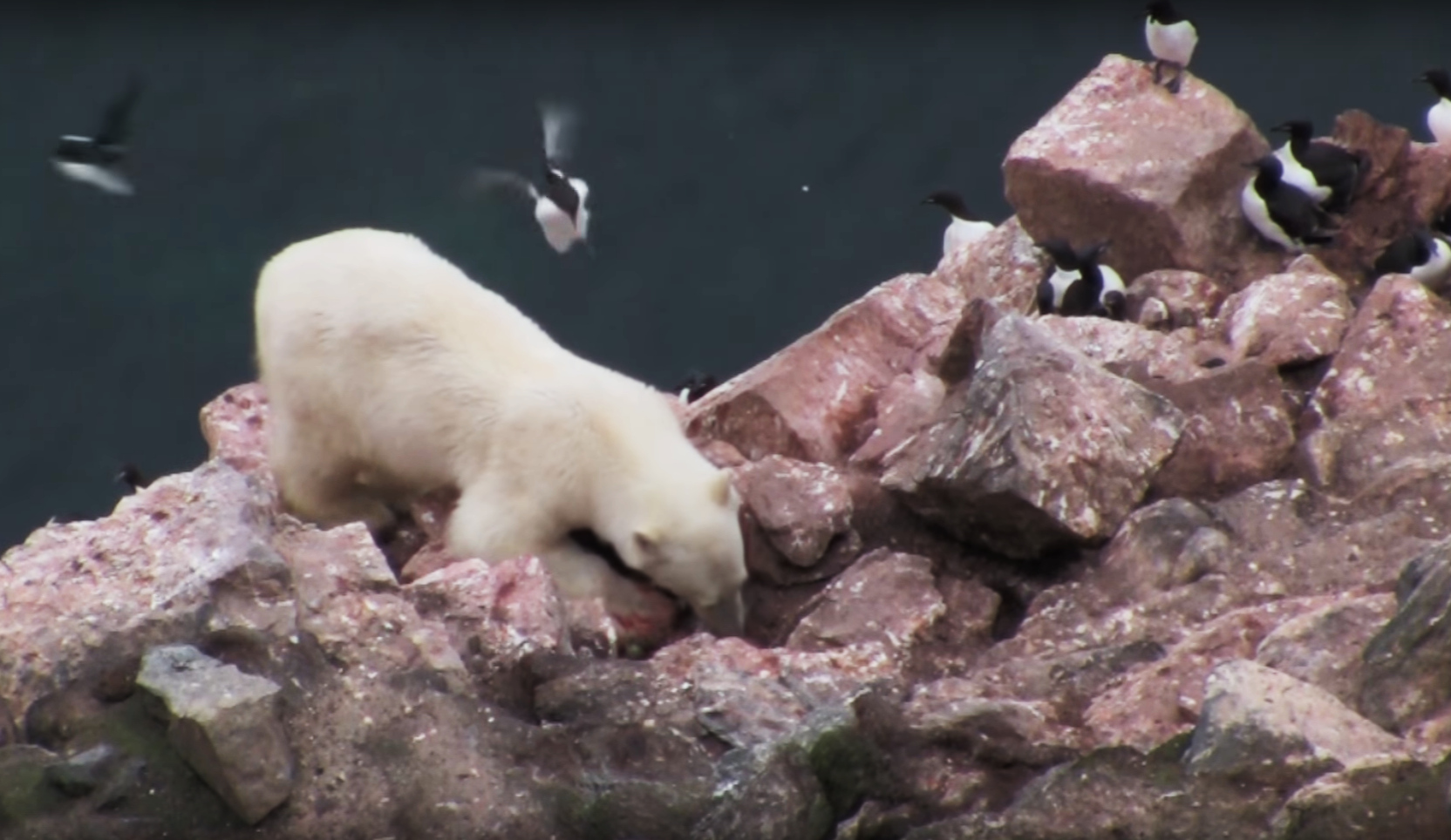 Report: Melting of Arctic sea ice taking heavy toll on marine species