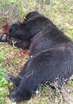 Brown bear shot on Douglas Island — the first documented kill in decades