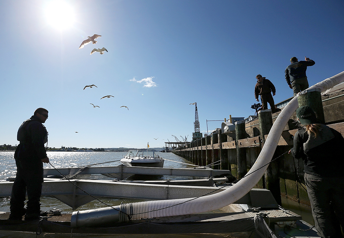 Many of California’s salmon populations unlikely to survive the century