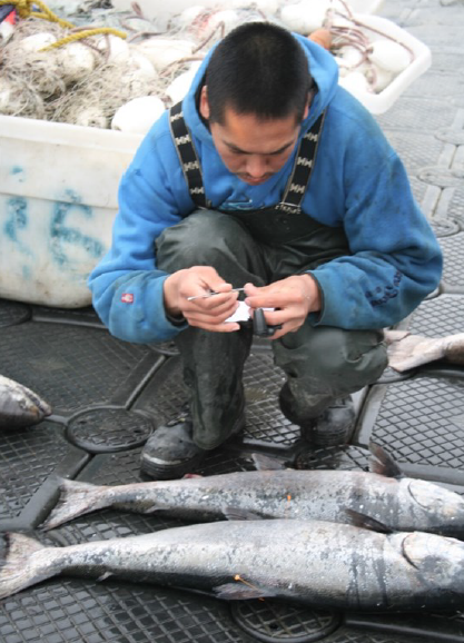 Yukon subsistence fishermen needed to collect king salmon samples