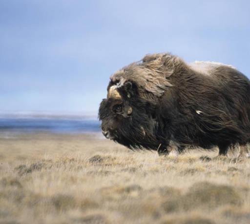 Hunt opens for muskox stranded on Triangle Island