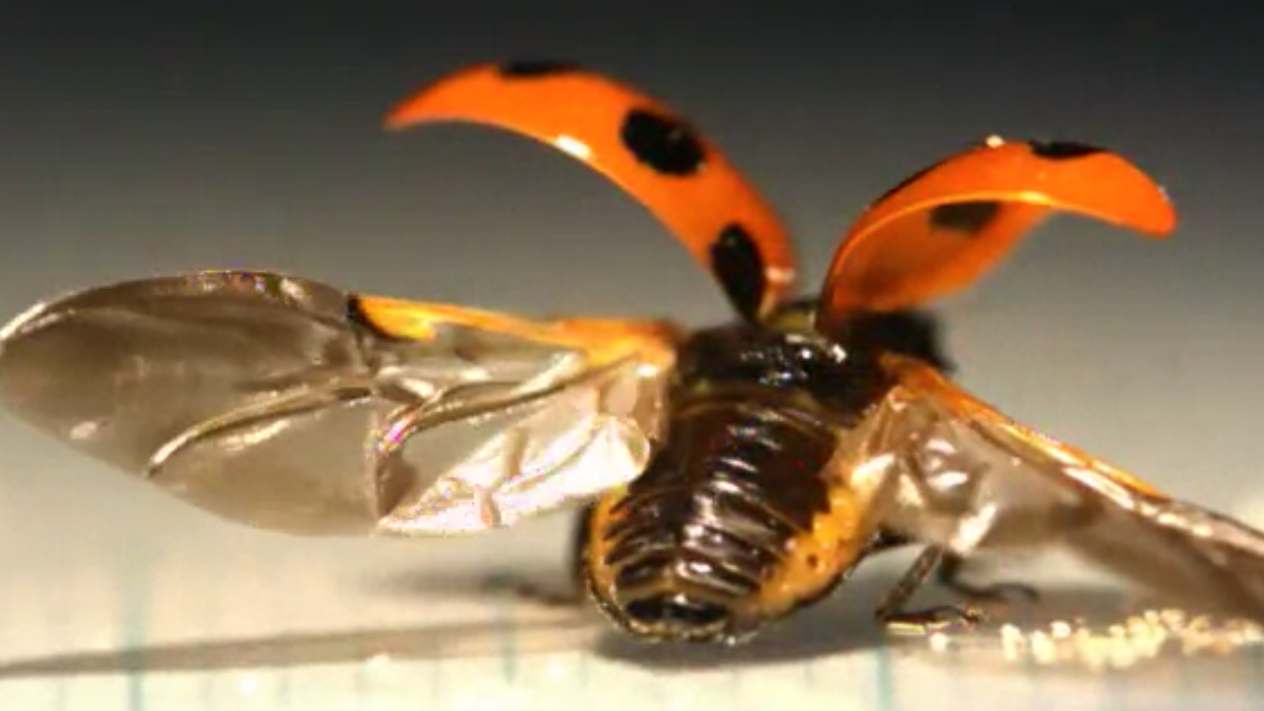 Scientists sneak a peek at how ladybugs fold their wings