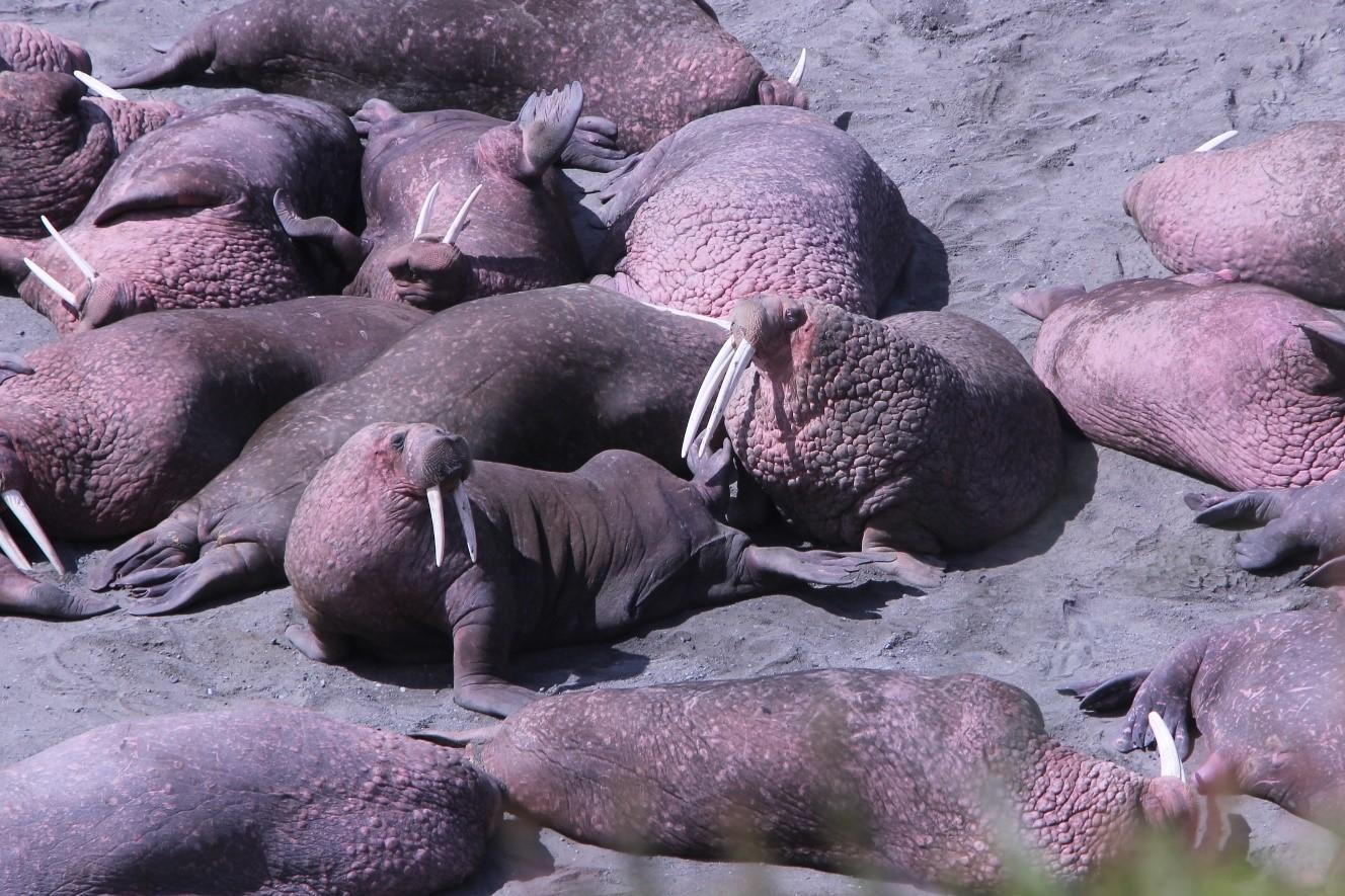 Cape Greig walrus are back; Fish and Game plans change fishery boundary again