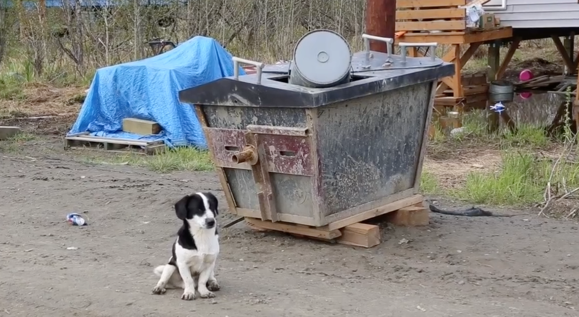 Rural veterinary group hopes to improve the lives of people and dogs in Delta villages