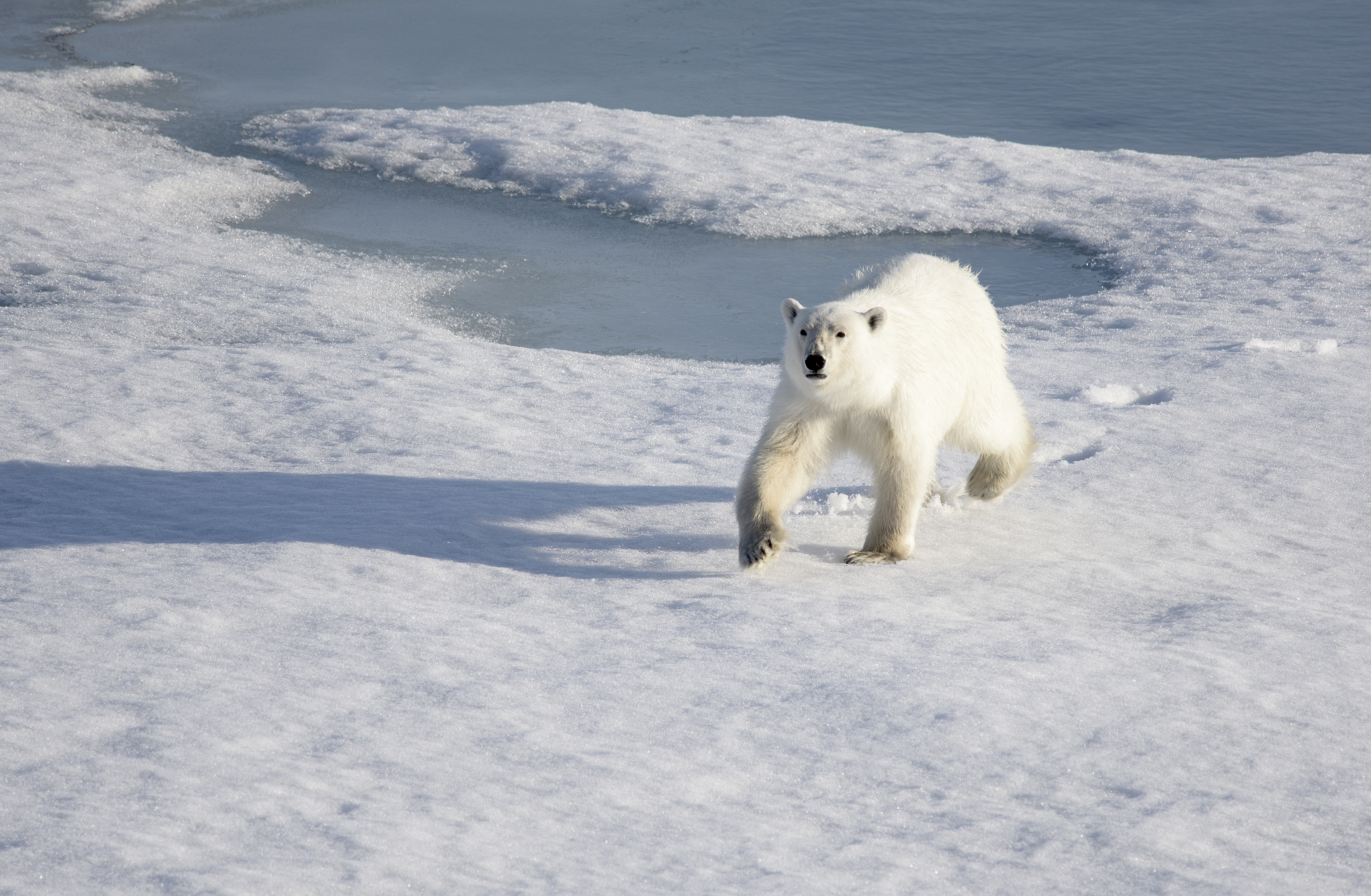 Melting ice keeps polar bears in perpetual motion, study says
