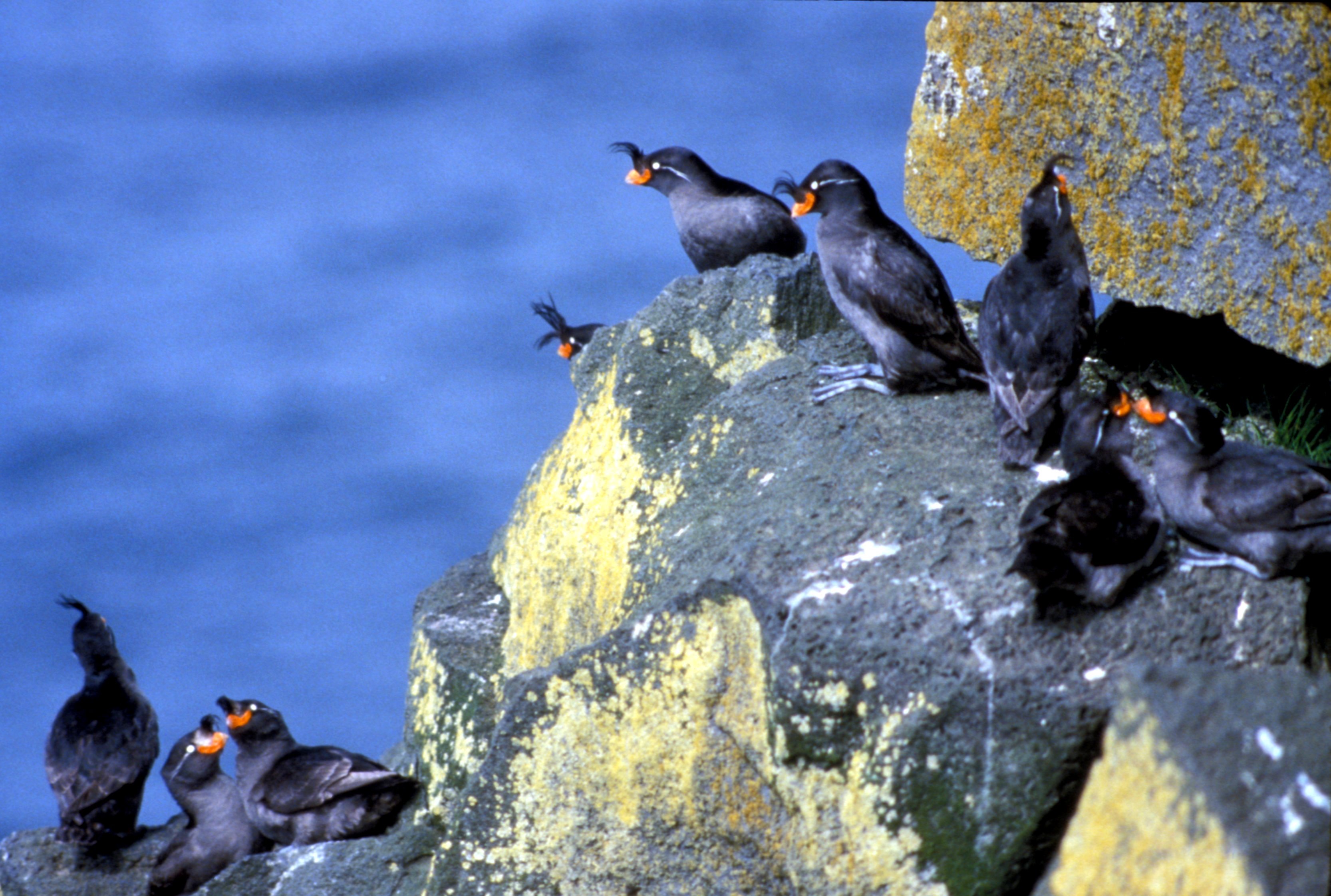 Last season’s difficulties for Bering Strait auklets may indicate changing climate