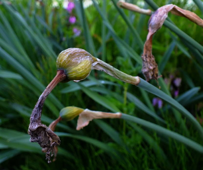 Gardentalk Deadheading and division